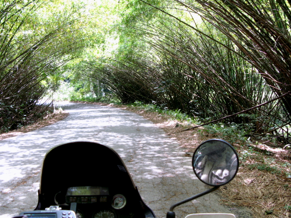 bamboo tunnel close to ndjole.JPG